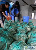 天河市场鲜活水产品批发 00%自产自销，批量化优惠选择