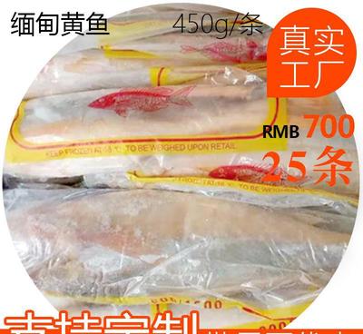 缅甸冰鲜大黄鱼 从伊洛瓦底江到中国餐桌的鲜味之旅
